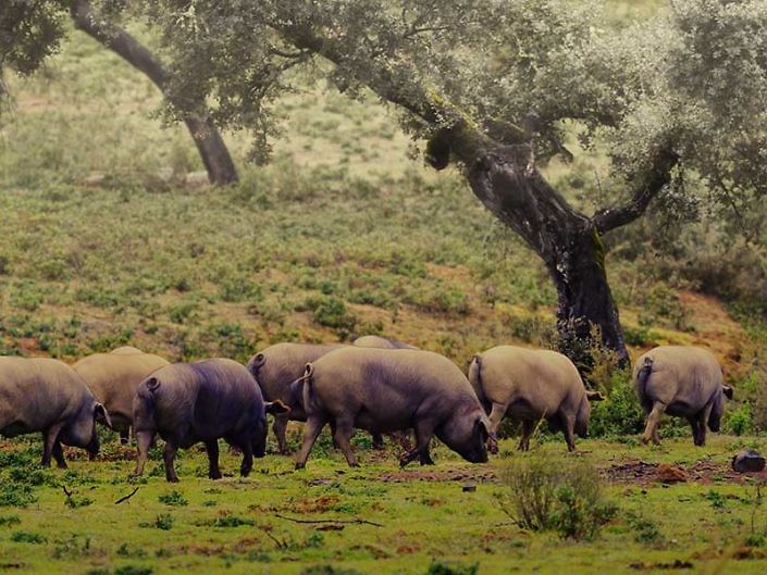 Pork & Barrels <p style="white; font-size:14px; text-transform:none">Following the footsteps of Aracena’s plump black pigs while surrendering to Jerez’s century-old sherry wines and Ronda’s epic beauty and food </p>