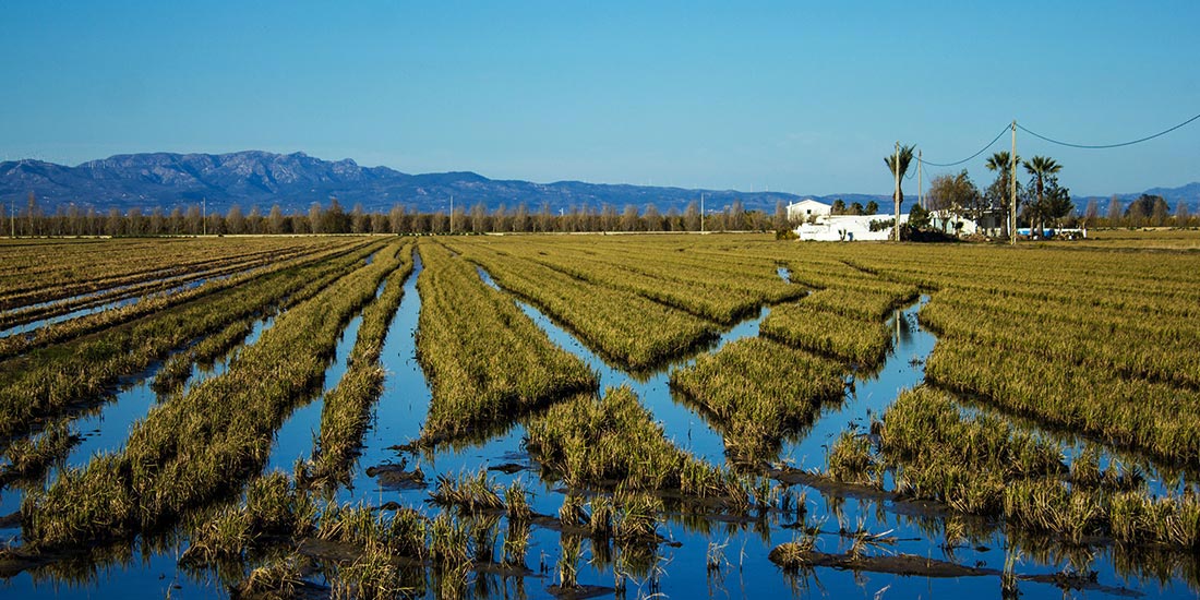 rice - galangal - mediterranean coast - spain - travel