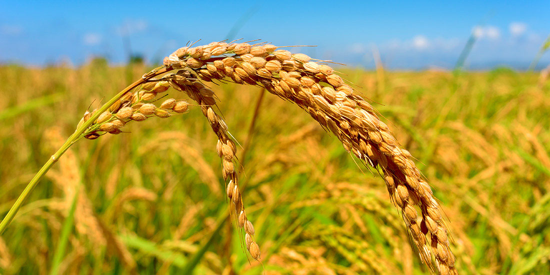 rice - galangal - mediterranean coast - spain - travel