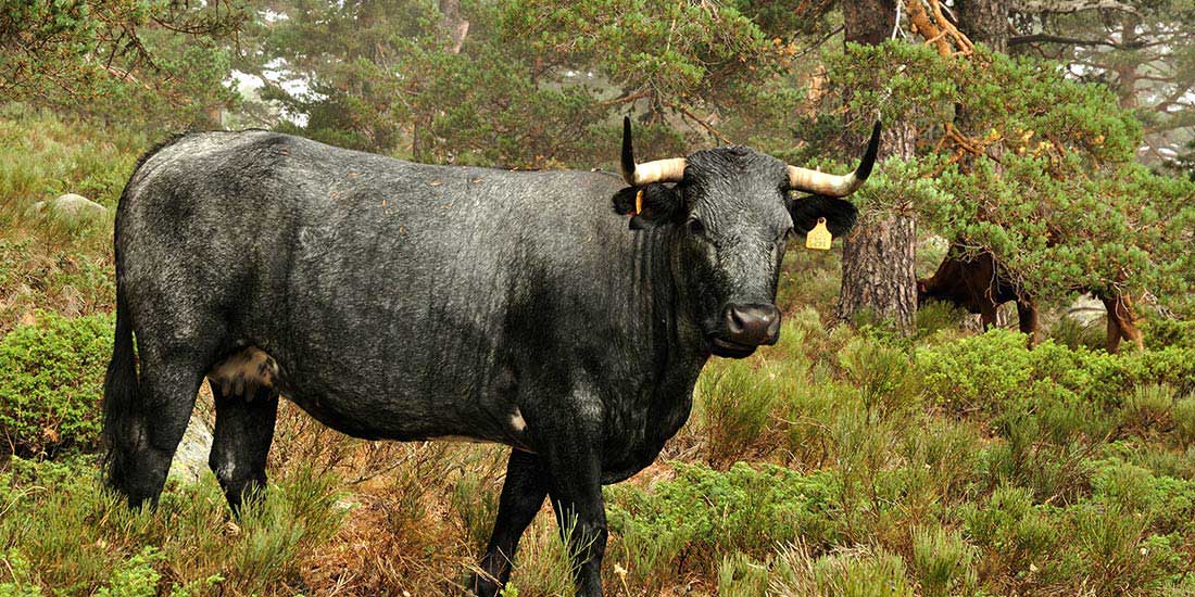 Meat and Fire - Galangal - Castilian Spain - travel