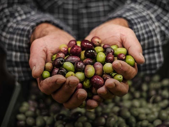 Olives & Grapes <p style="white; font-size:14px; text-transform:none">Journey from Córdoba to Granada, navigating a sea of silver olive trees, karstic landscapes and Moorish architectural wonders</p>