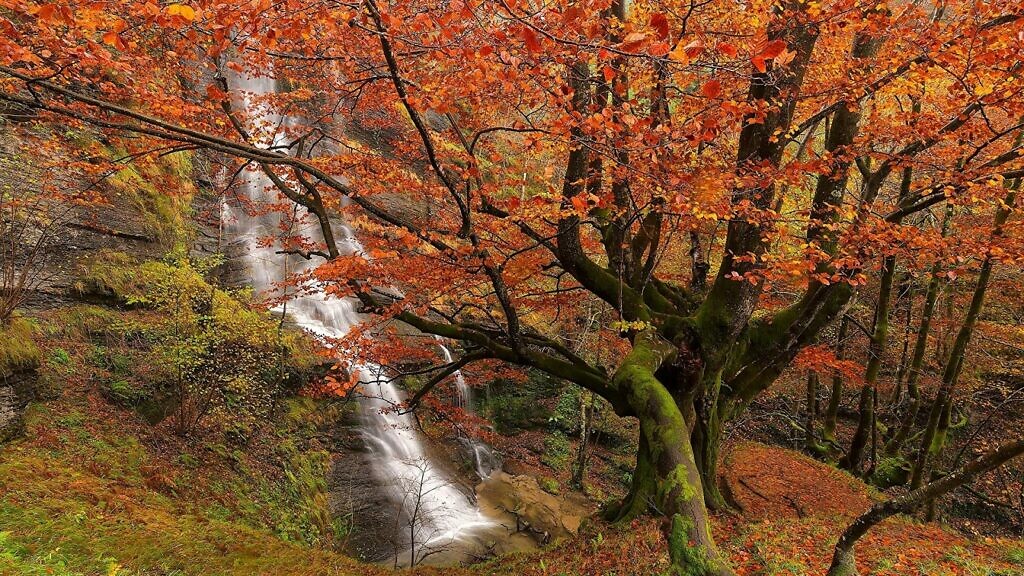 Autumn leaves, trees and a waterfall in the Gorbea Natural Park in Spain in the Basque country, fall, autumn