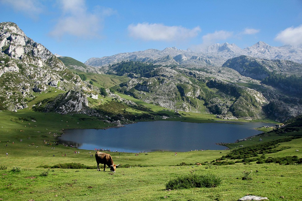 Picos de Europa mountains in Spain in Asturias in fall, a lake, a cow, and grass