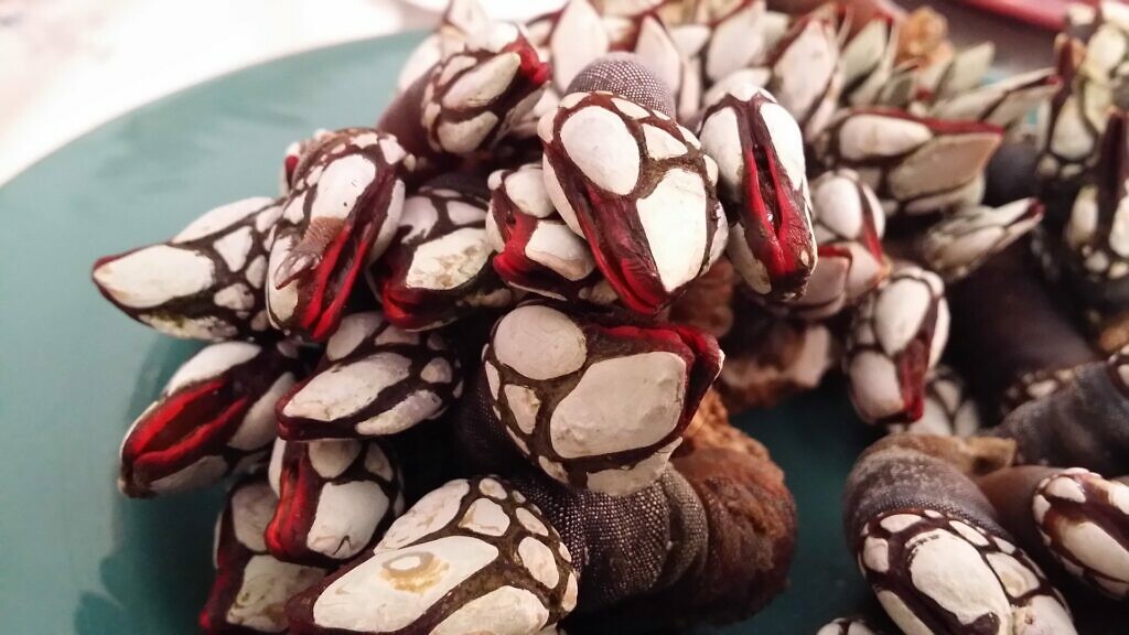 gooseneck barnacles found in Spain