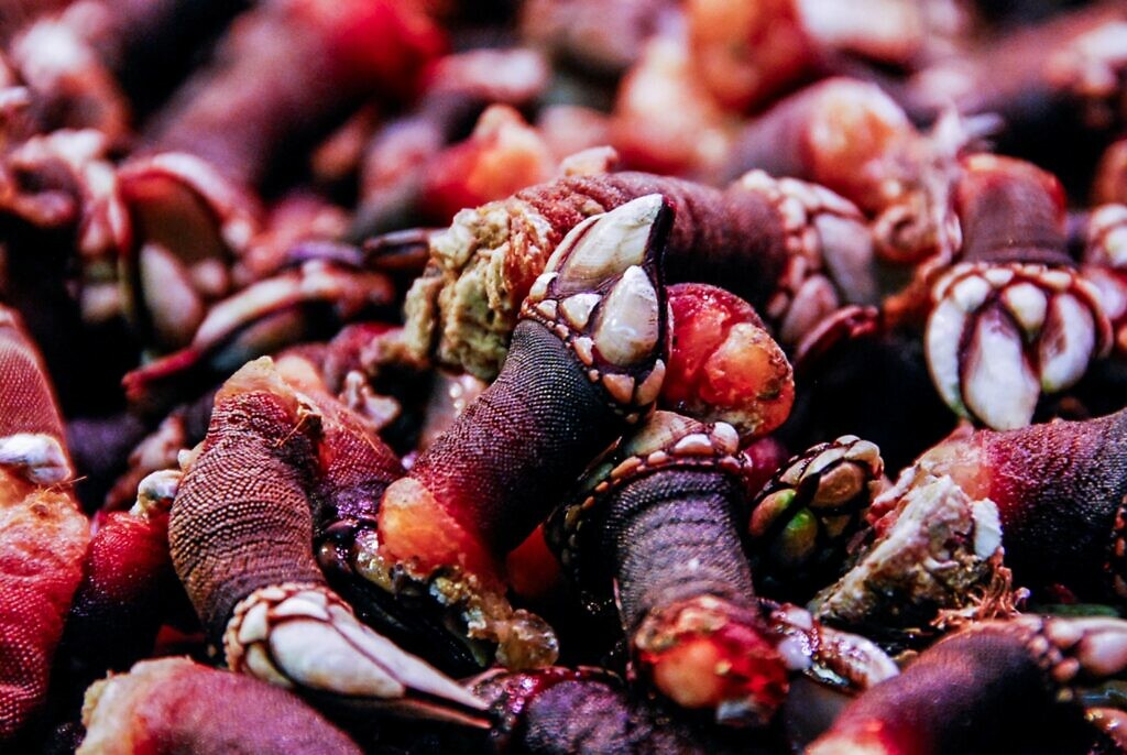 gooseneck barnacles piled up, spanish food